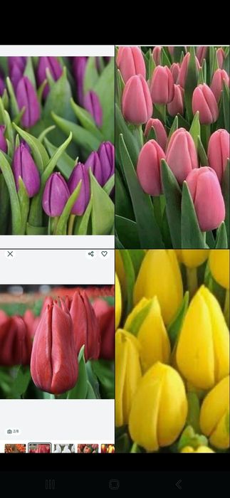 Тюльпаны оптом и в розницу