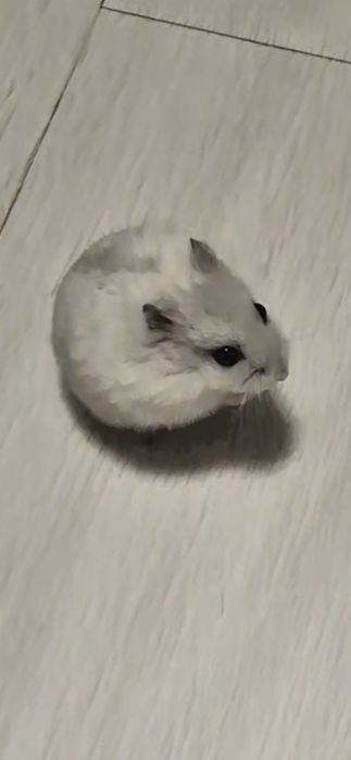 Хомячки 2 девочки продам карликовые