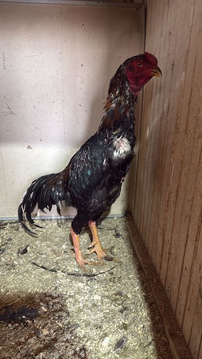 Даканы бойцовские петух