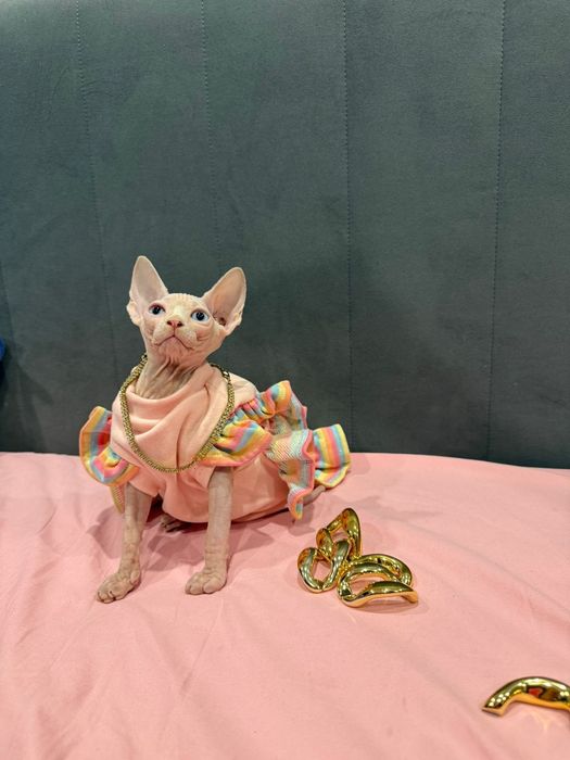 Сфинкс бамбино лонг