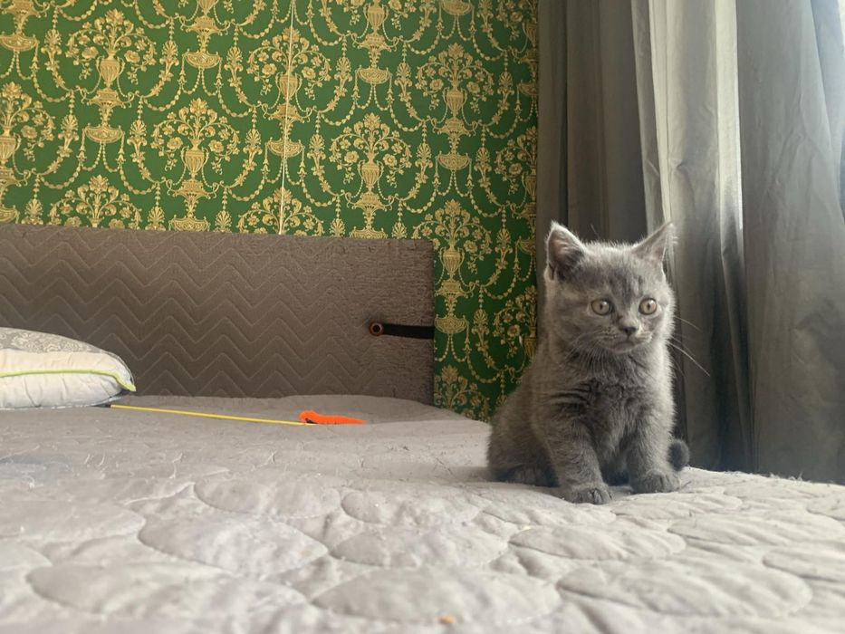Британски късокосмести котета