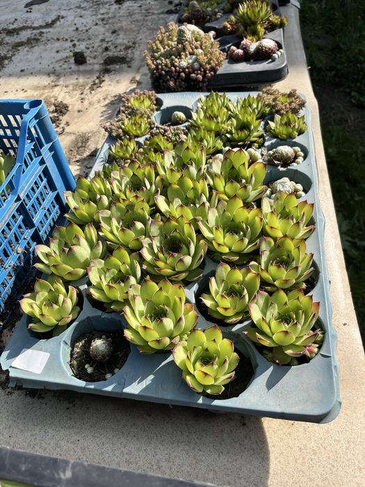 Sempervivum (Suculente)