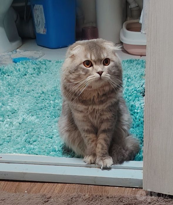 Милый шотландский вислоухий котик (хайленд-фолд)