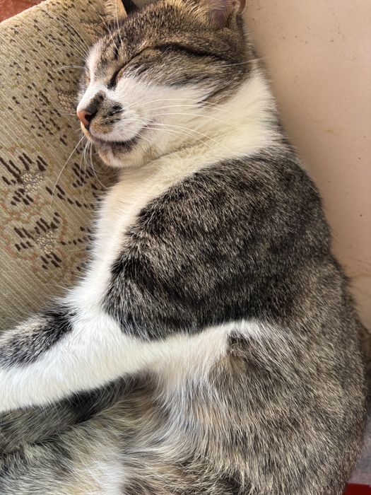 Motan blând și afectuos (Gratuit / Adopție)