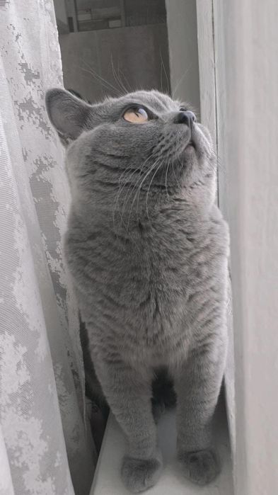 Кот. Британский кот