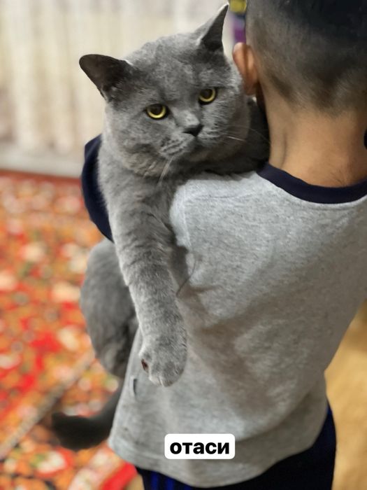 Britanskiy mushugimiz ayol mushuklarni uvhrashuvga chaqiradi