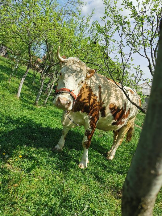 Vacă  de vânzare