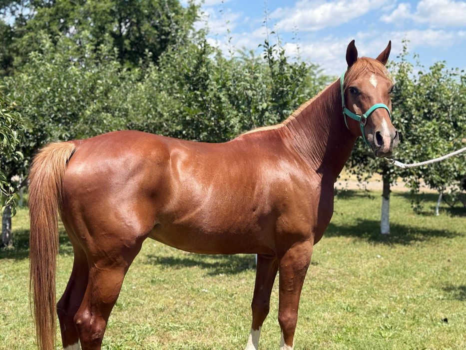 Cal Pur Sânge Arab: Fulger G.V. (Amigo)