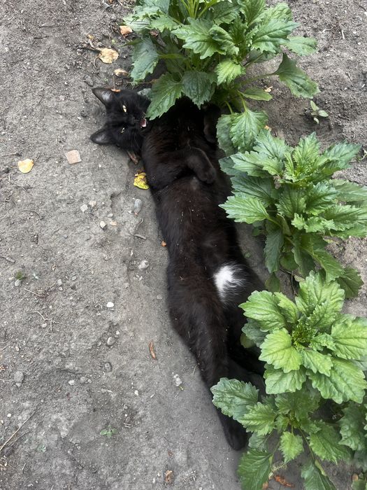 отдам кошку бесплатно
