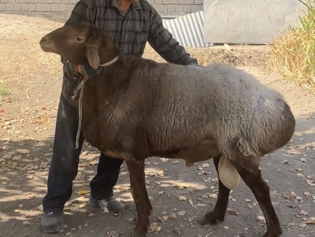Hisori quchqor buyi 98 ves 140kg