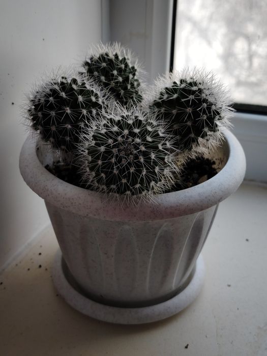 Кактус маммилярия бакеберга