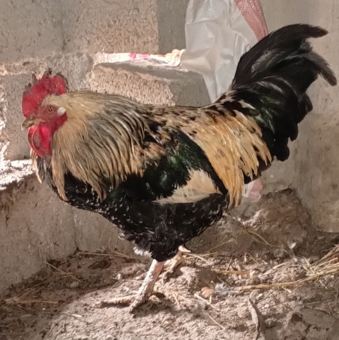 Петух куриный домашний