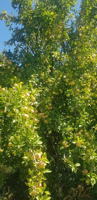 Яблочный сад, частная собственность