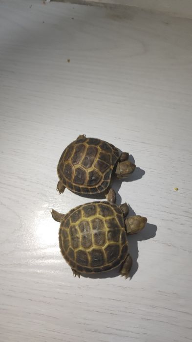 Toshbaqa sotiladi | Cherpashka | Cherepaha