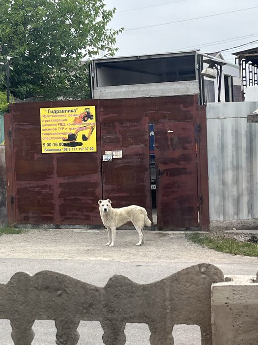 Алабай потерянный