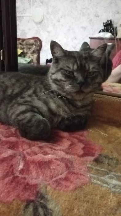 Продам котят породистых