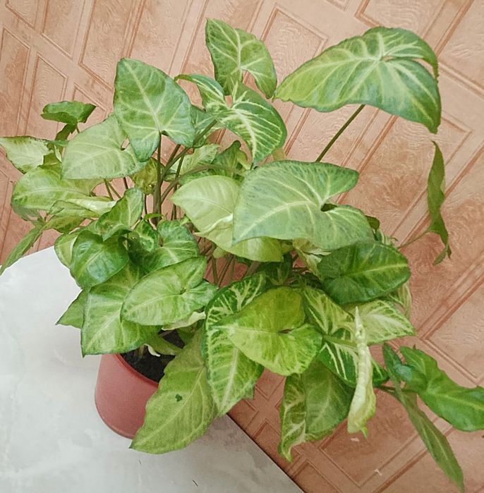 Продаю цветок сингониум