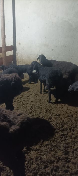 Ona bola kashtan  qoʻylar sotiladi qirgʻizniki