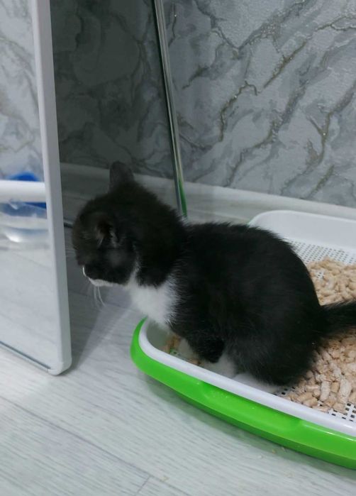 Домашний Котёнок мальчик