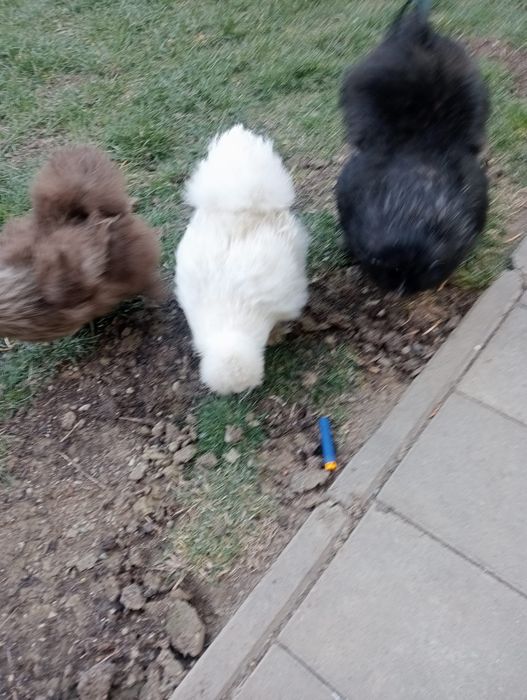 Vând ouă mătase japoneza