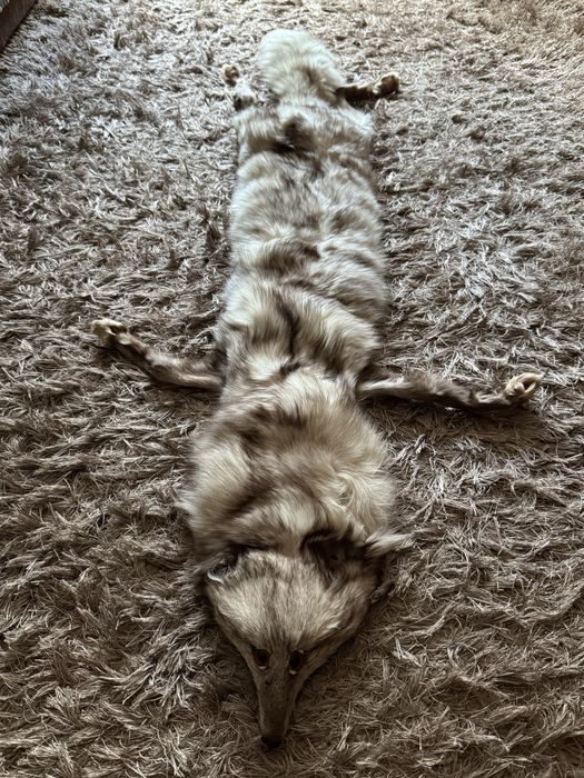 Guler din blana de vulpe polara