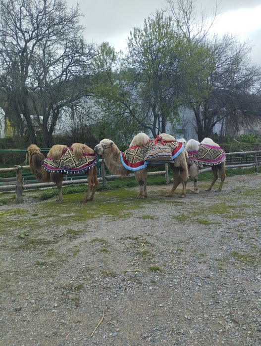 Прокат верблюдами и лошадей
