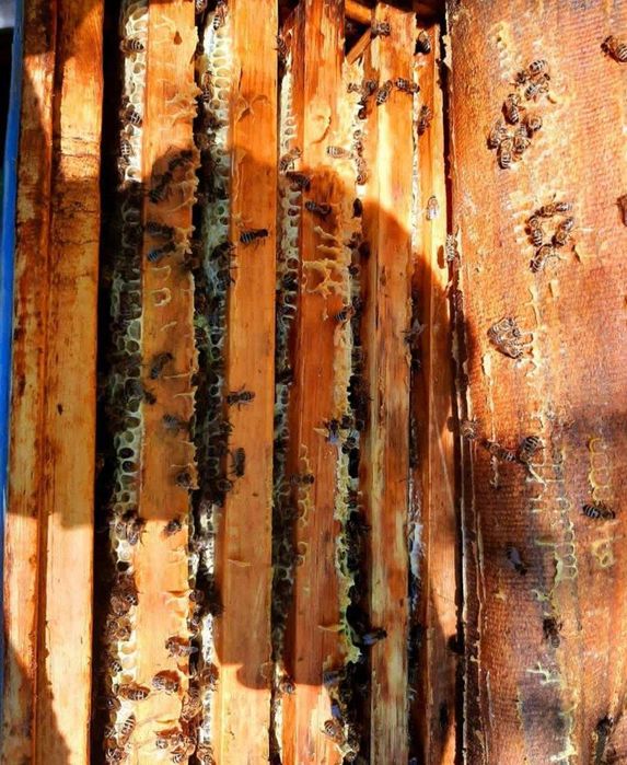 Продам мед со своей пасеки