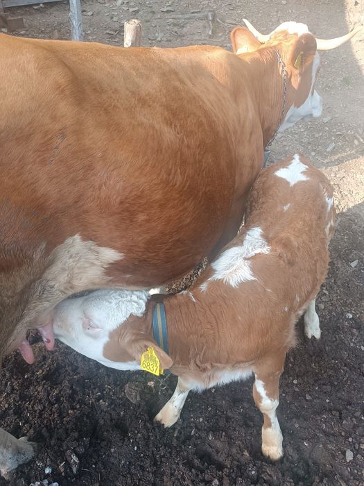 Vacă cu vițel de vânzare