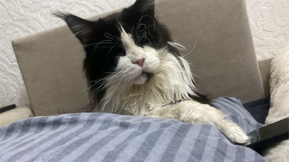 Вязка. Кот породы Мейн Кун