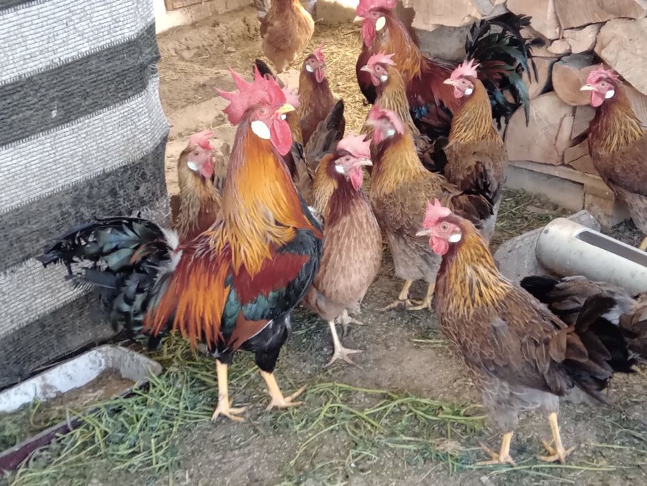 Ouă ptr incubat de găini italiene.