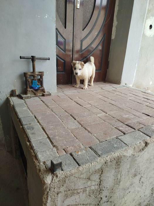 Buldozer alabay ikki oylik