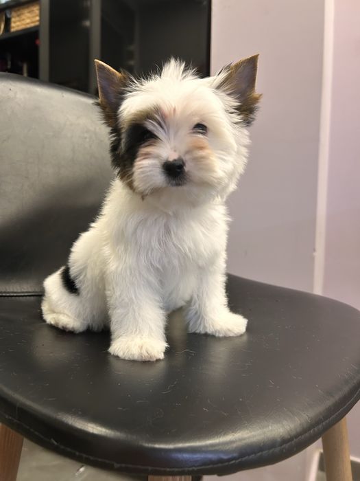 Biewer yorkie / Бивър