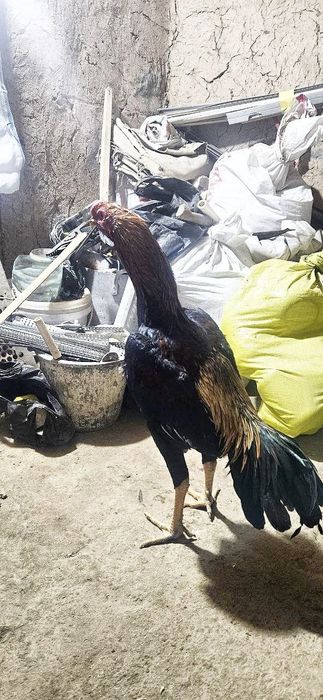 Дакан Тонка зот Ишончли нарса.