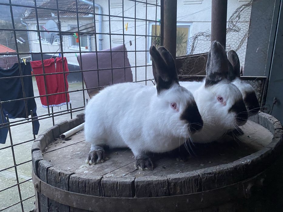 Iepuri de rasa californian