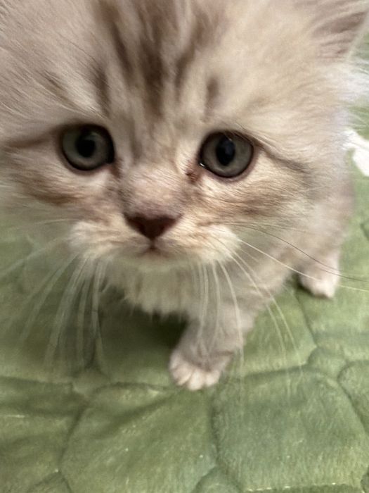pisoiasi Scottish Fold si un Brittish long hair