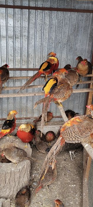 Fazani aurii pe roșu