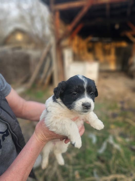 Щенки в самые добрые руки