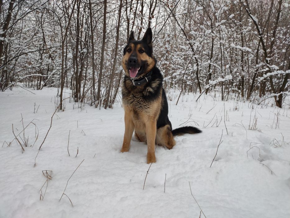 Кобель ВЕО вязка. Овчарка. С документами. Выезд