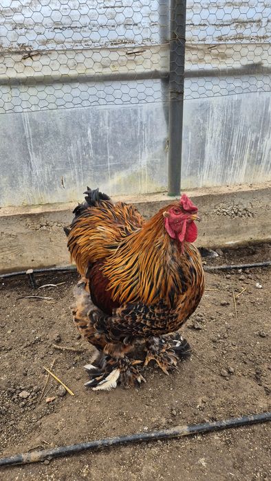 Cocoș brahma portelan