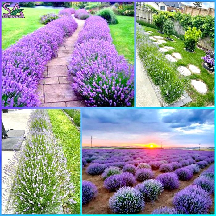 Лавандула разсад и лавандин – Български маслодайни рози (сортове)