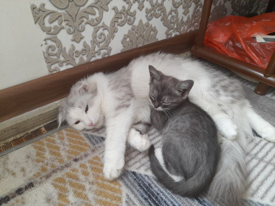 Котята бесплатно