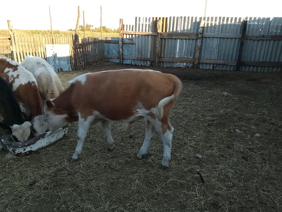 Продам бычка 6 месячного