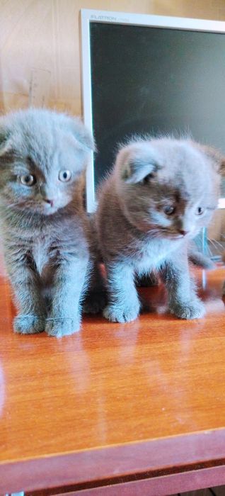 Продаются котята шотландской породы