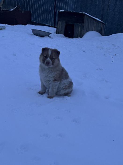 Продаю щенков хаски