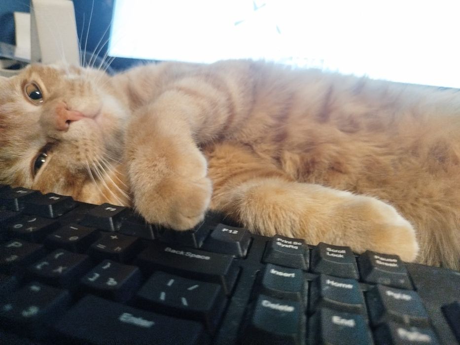 Пропал рыжий кот