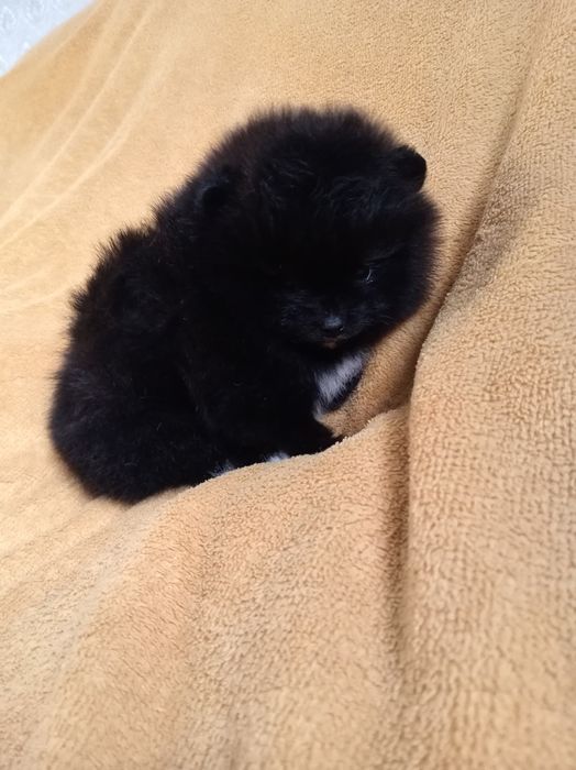 Продам щенка шпица