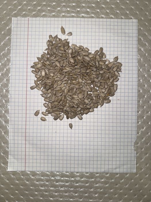 Ядро Крупное.подсолнечник