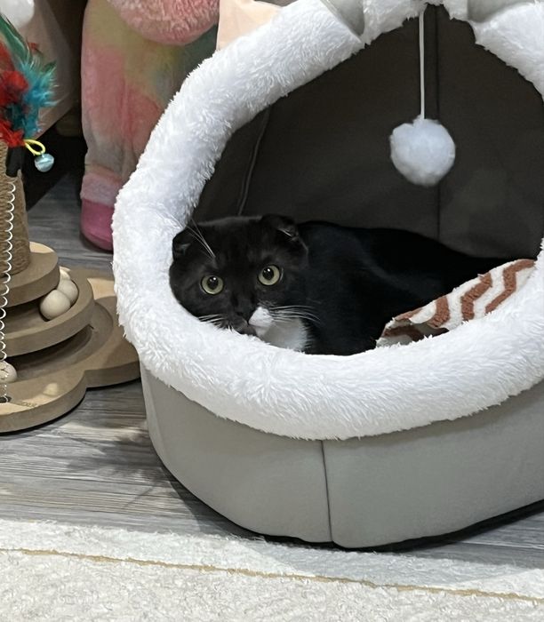 СРОЧНО Кошка, в августе 1 годик