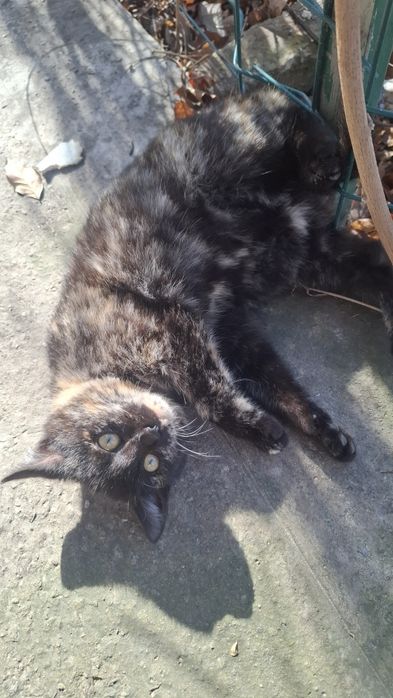 Отдам котят(девочки)