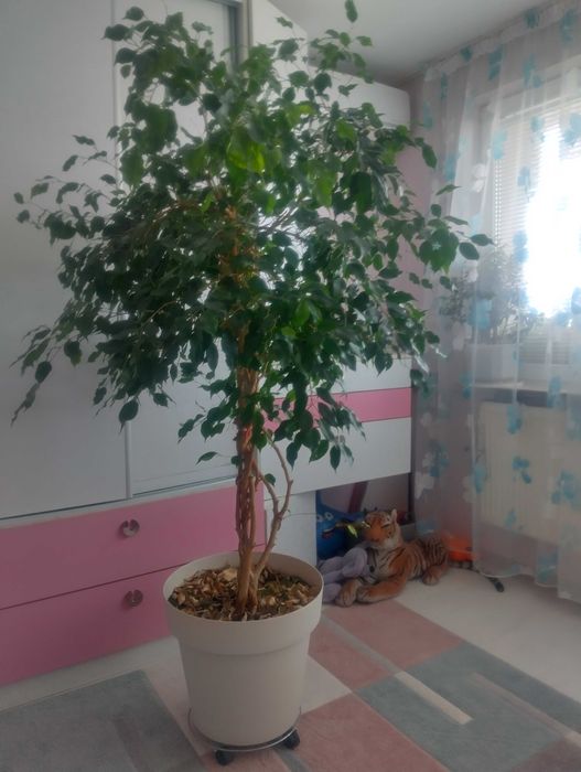 Продавам цветя в саксия